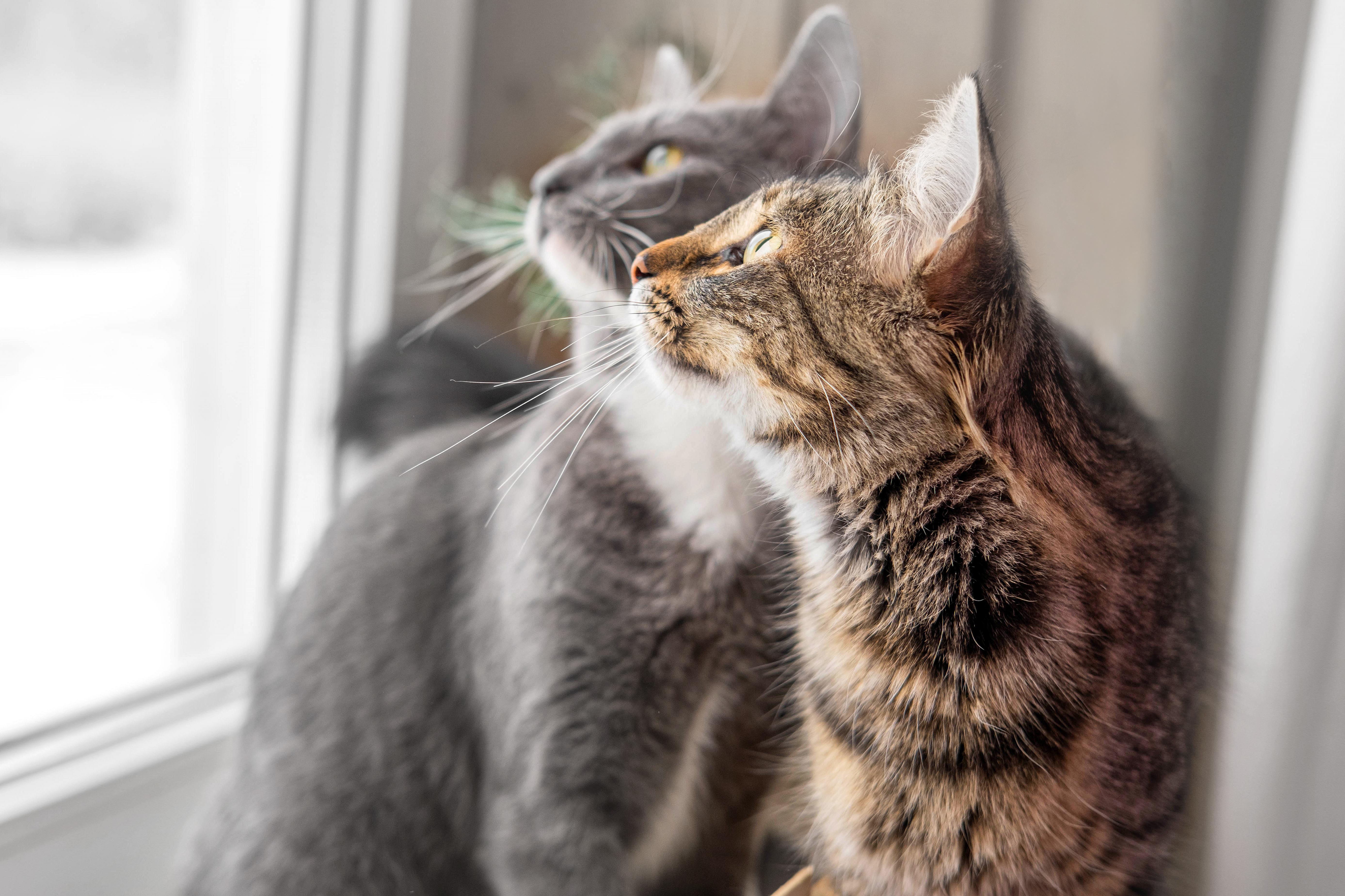 two cats look out window