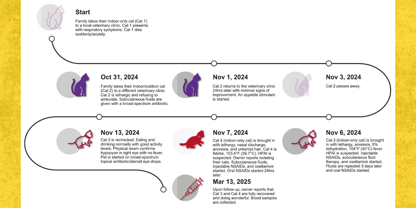 Cat birdflu graphic