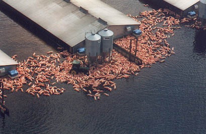 Aerial view of pigs floating in water
