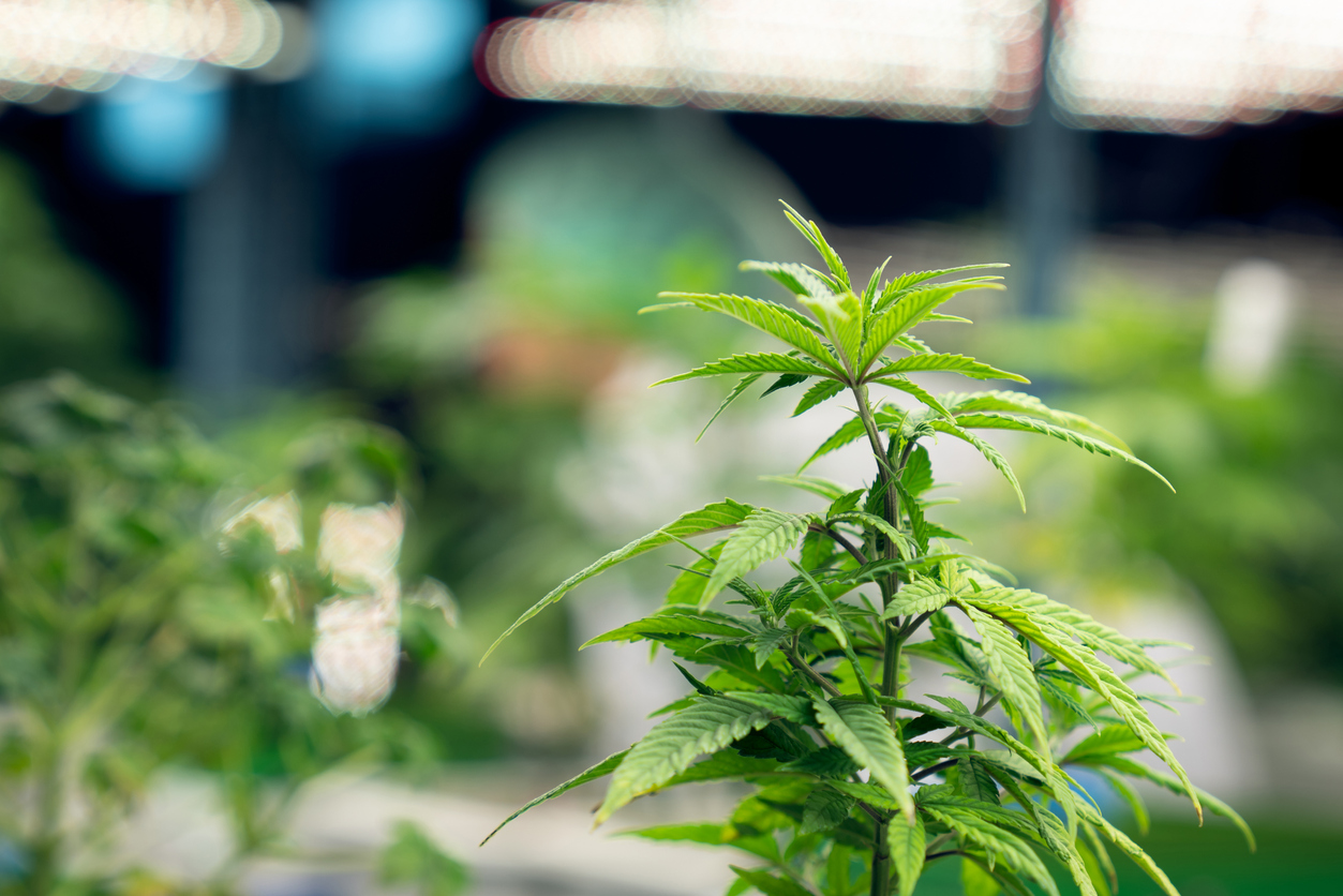 Cannabis hemp plant growing in curative indoor farm.
