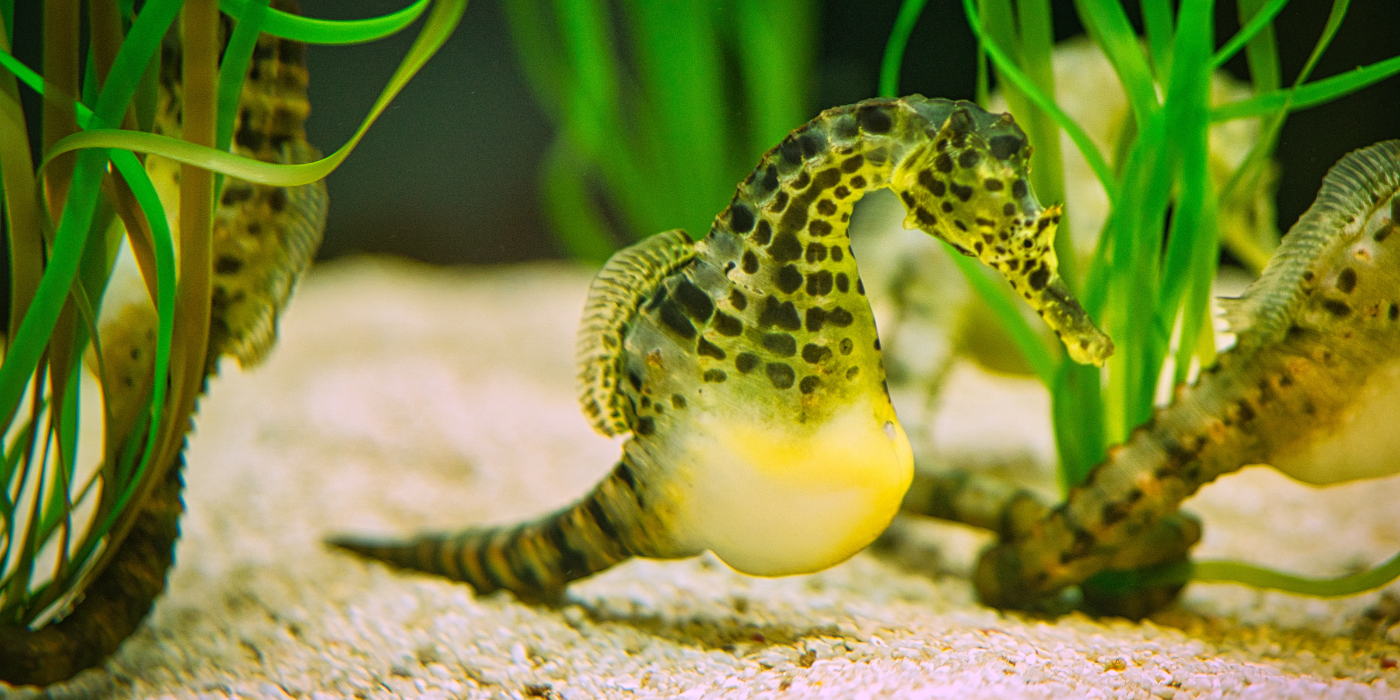 Pregnant male seahorse