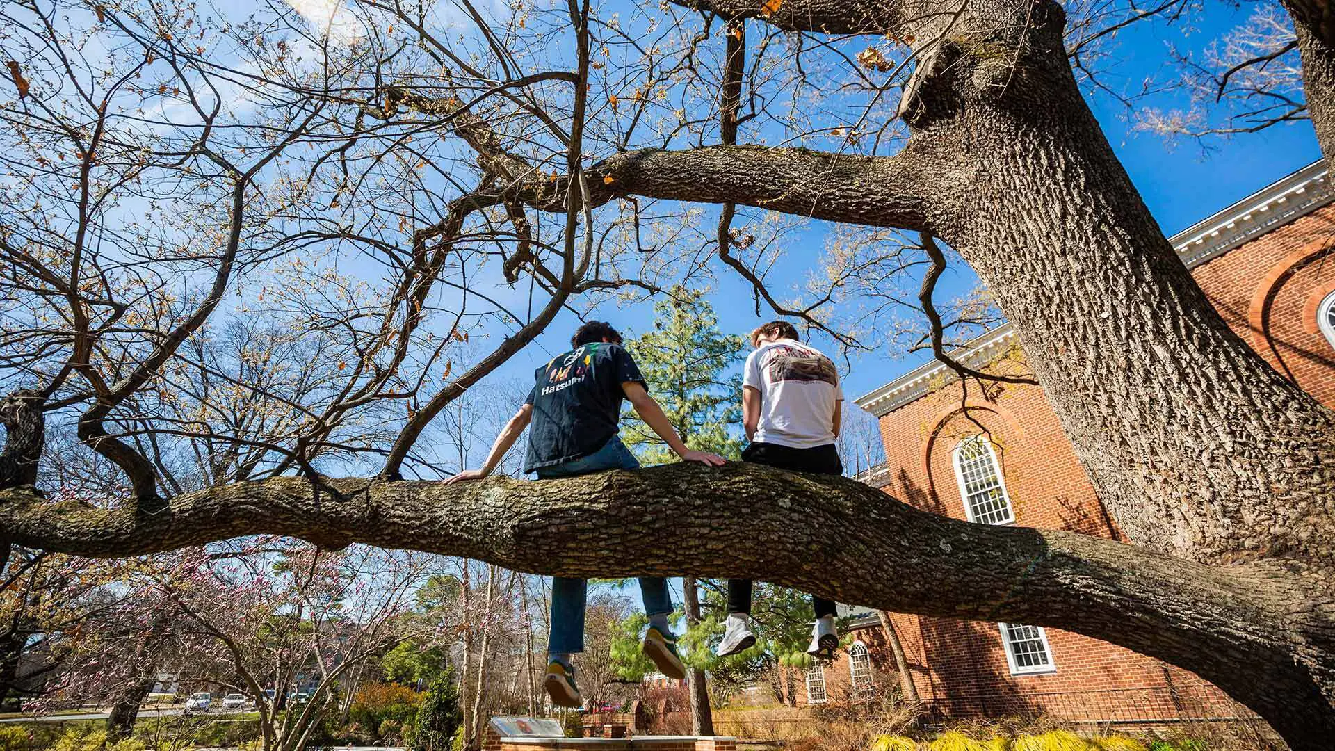 students sitting on top of tree branch in front of counseling center building