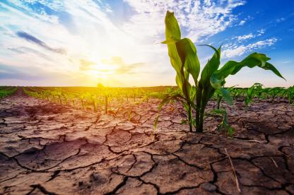 Seedling grows in drought-cracked ground, symbolizing climate resilience.