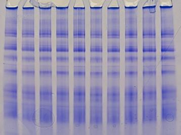 10 Lane Blue Native PAGE gel
