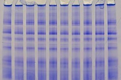 Rows of blueish strips against a grey background