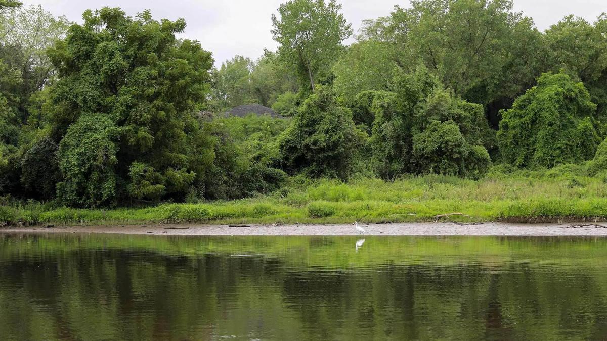 Anacostia River shore