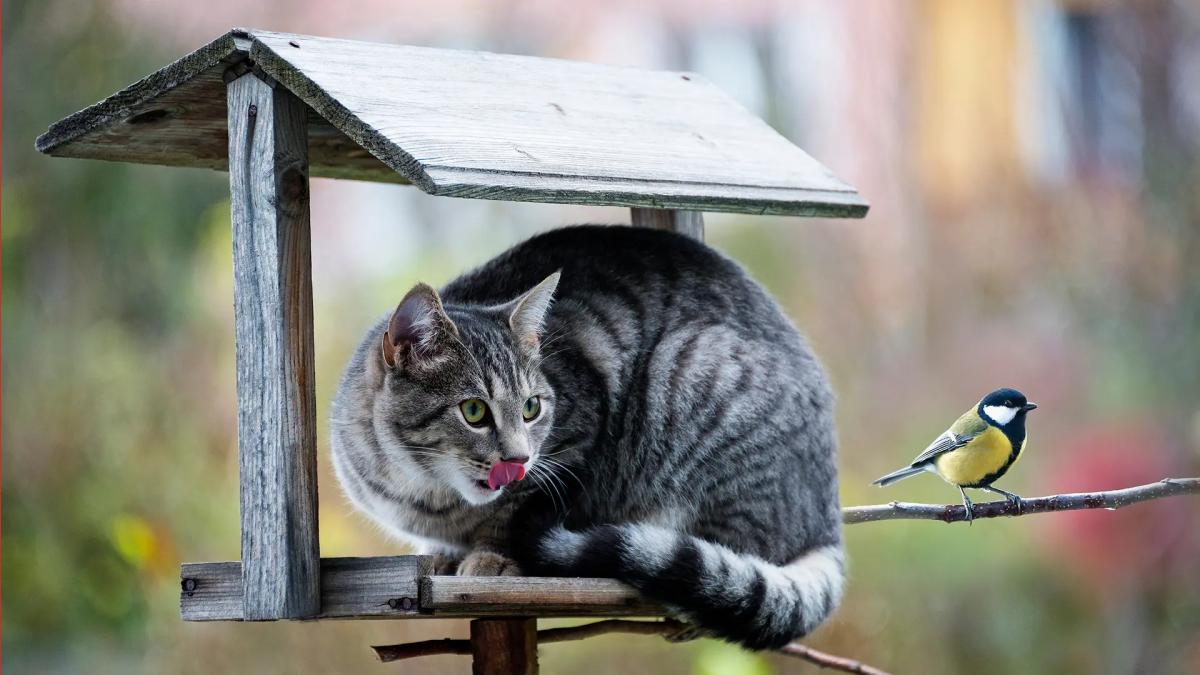 cat laying under bird house with bird on a branch right beside it