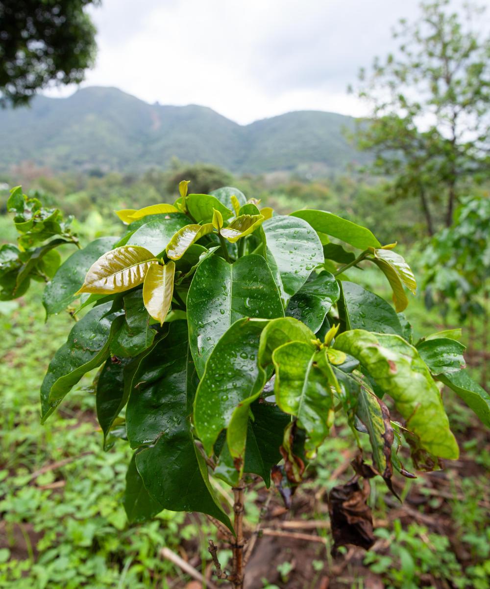coffee plant in Tanzania