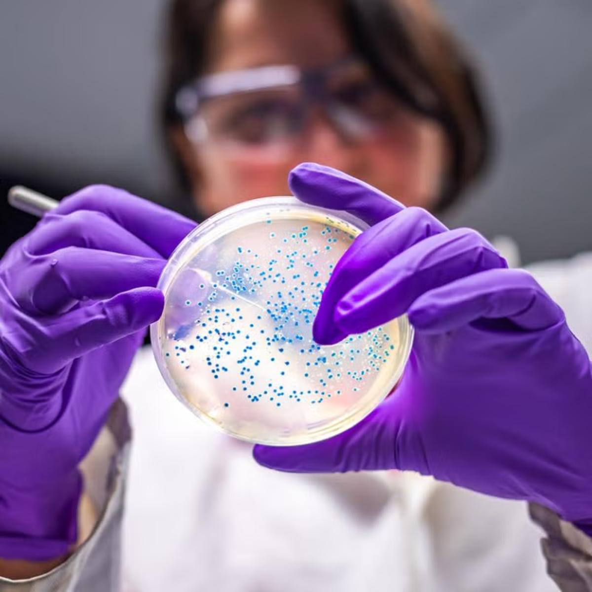 Researcher performing examination of bacterial culture plate.