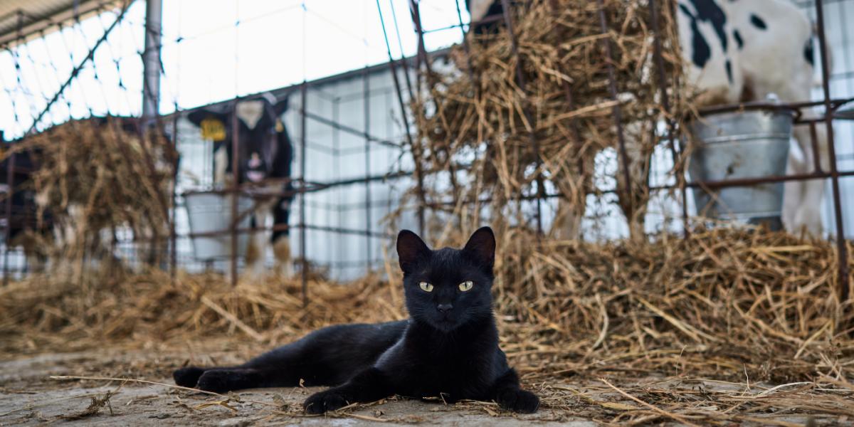 Black cat with yellow eyes lays in hay looking at the camera, with cows eating hay in the background