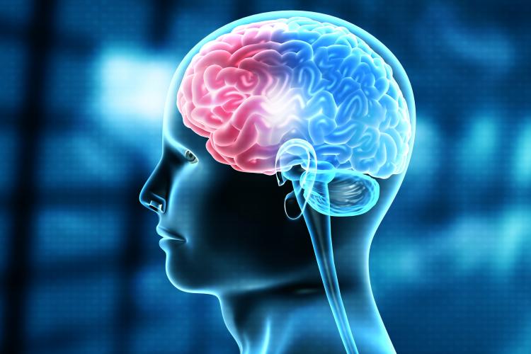 Human brain 3D illustration
