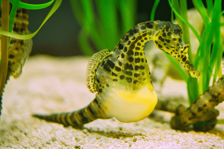 Pregnant male seahorse