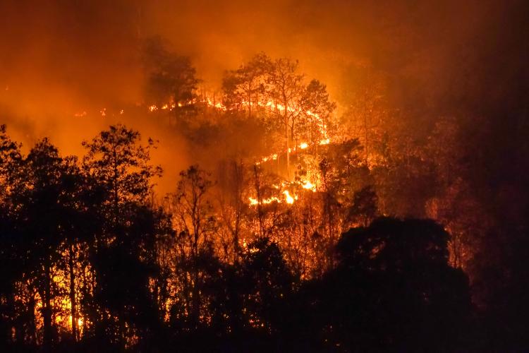 wildfire at night burns trees in a rural area