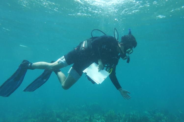 man in scuba gear swimming in ocean holds clipboard, above coral reef