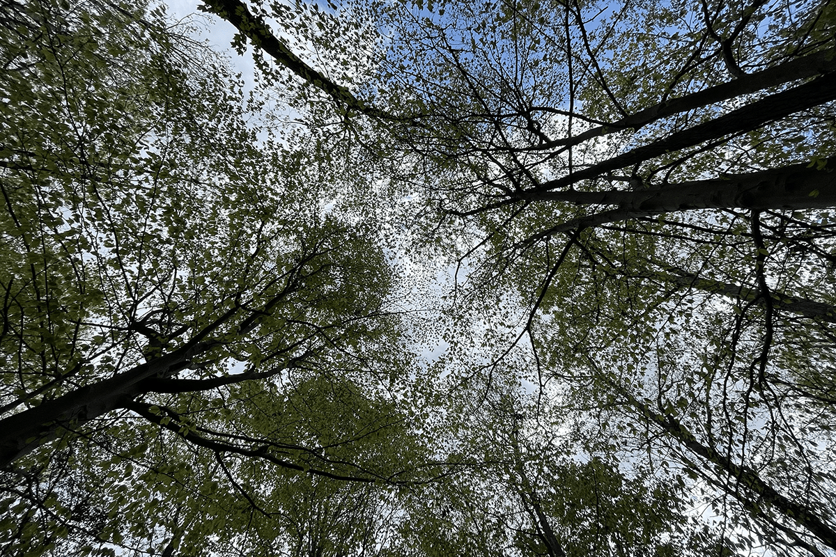 Looking up at trees from the forest floor