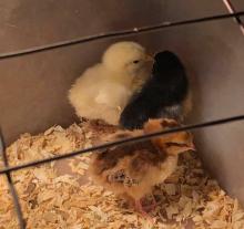 Three chicks, one yellow, one black, one brown 