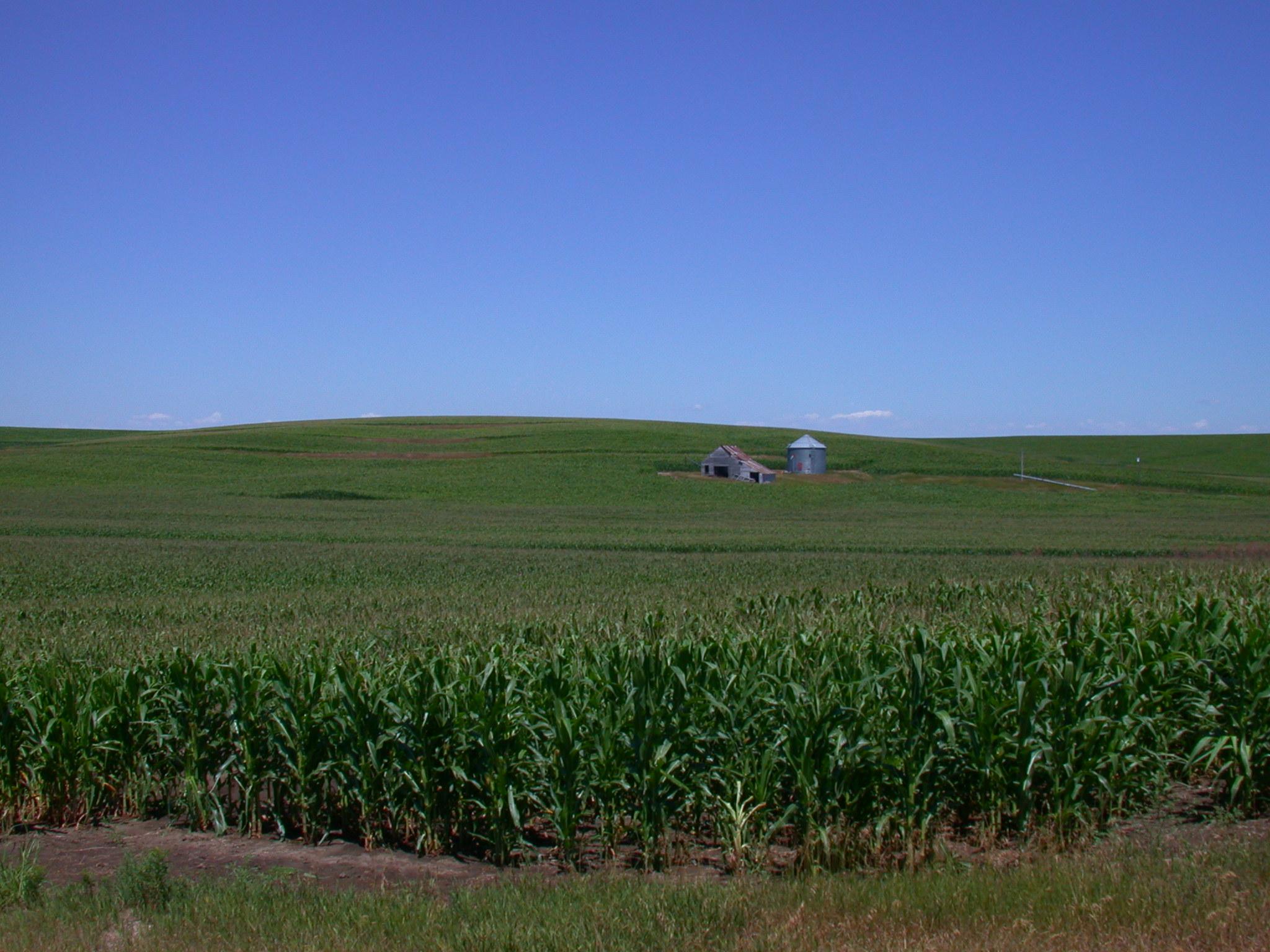 Nebraska Corn Field: Amy Sapkota Investigator on Project to Sustain Agricultural Production Funded by $10 Million USDA Grant