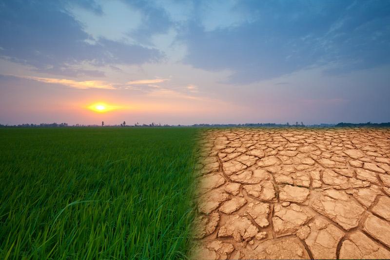 Climate change image showing contrast of green grass on one side and parched earth on the other 