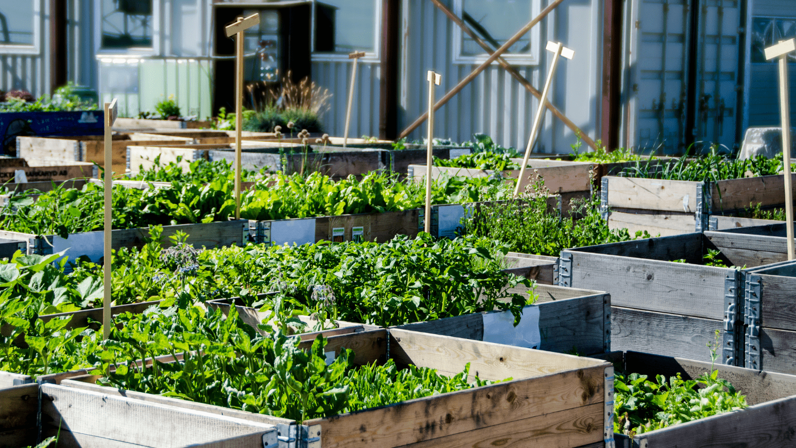 Plants inside wood crates in a sunny day 