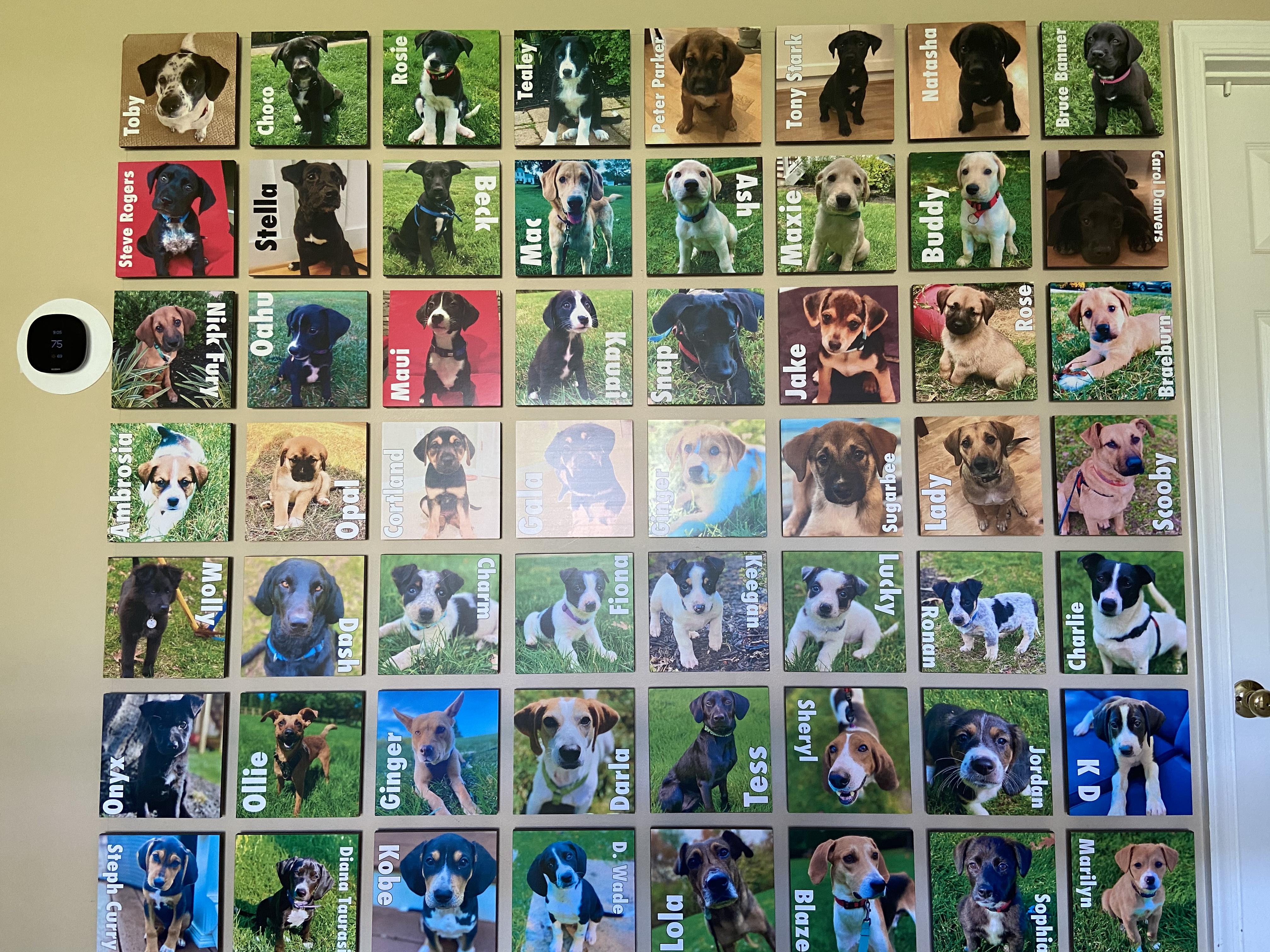 Pictures on wall of foster dogs with their names. 