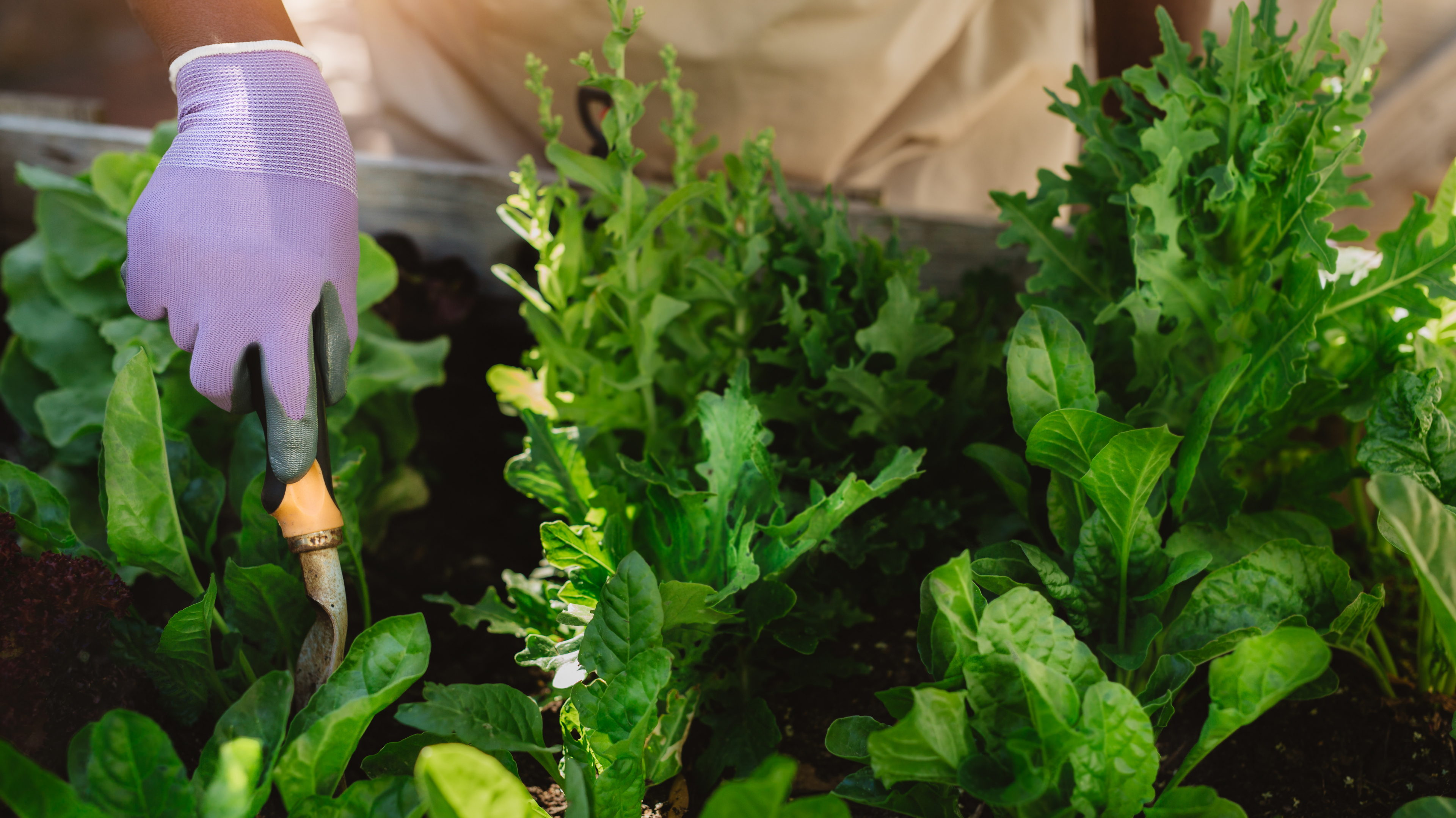 African American hands wearing pink gloves tending to a vegetable garden.