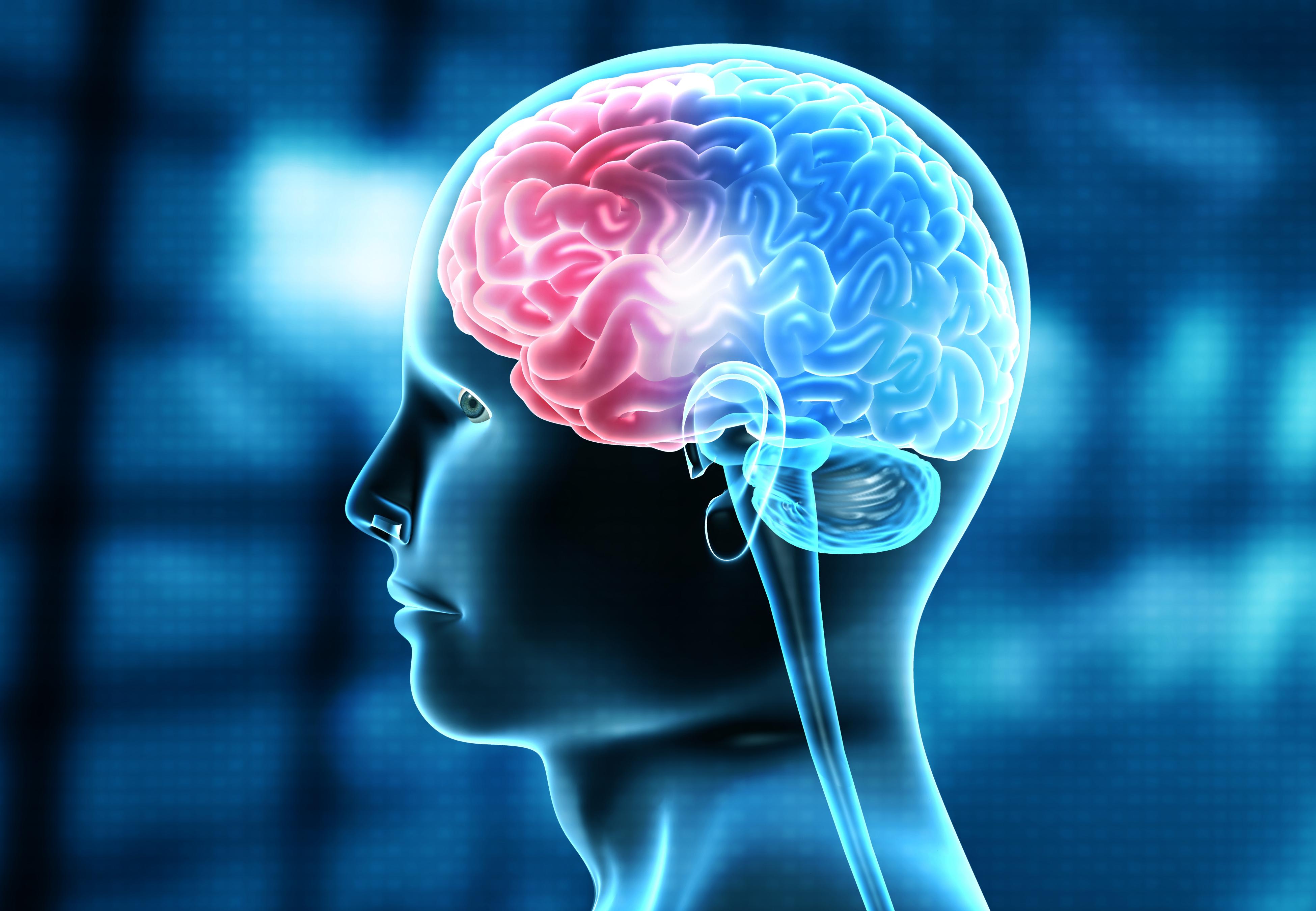Human brain 3D illustration