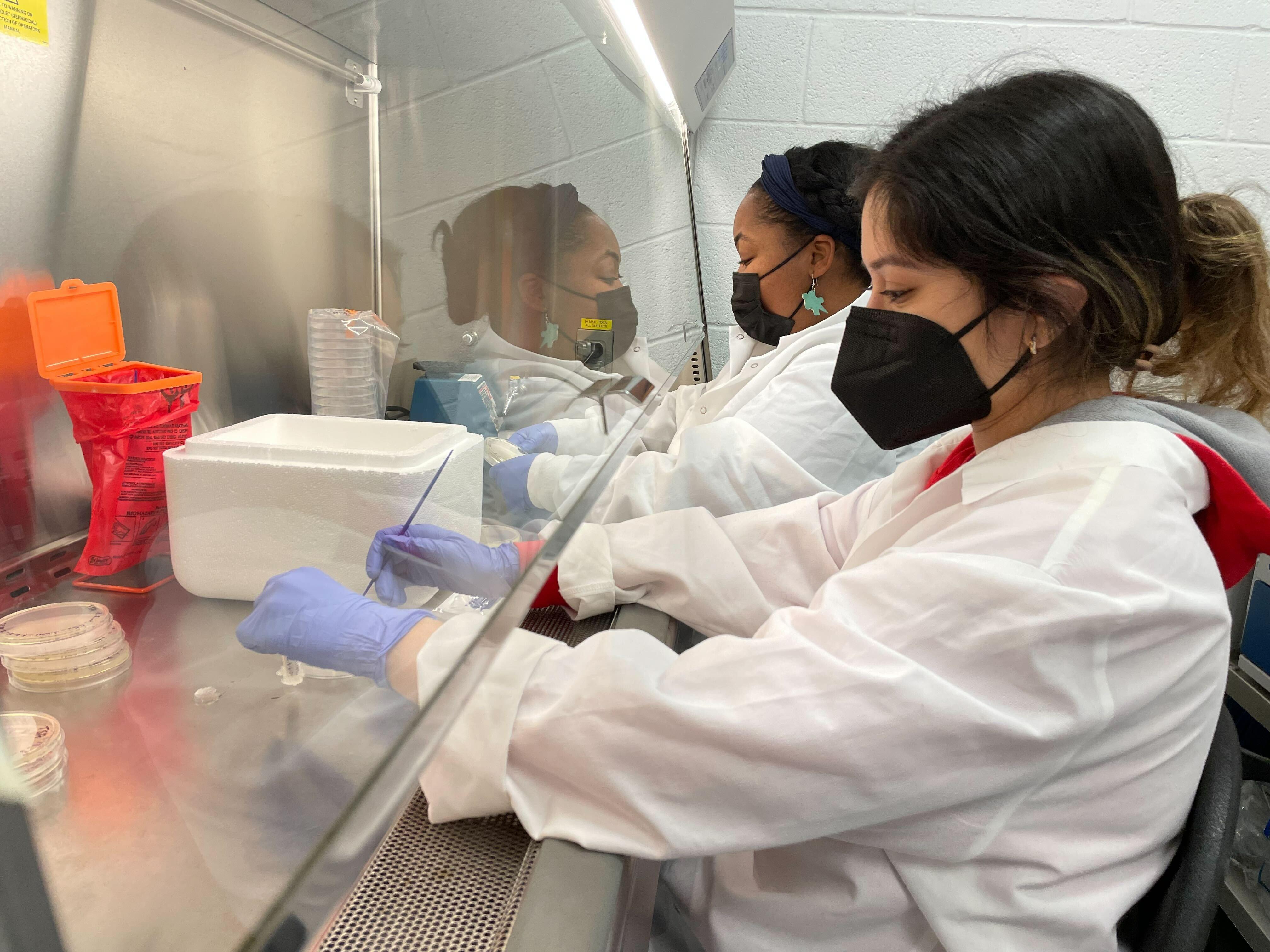 Esha and Taeilorae work in the bio-safety hood, transferring bacterial colonies from one type of agar plate to another.