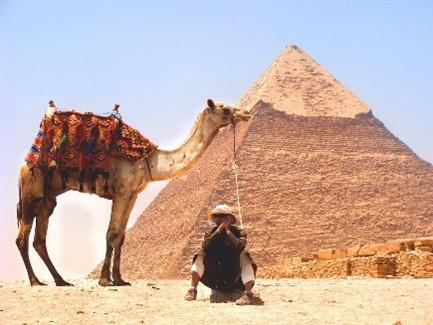 A camel in the foreground with a pyramid in the background