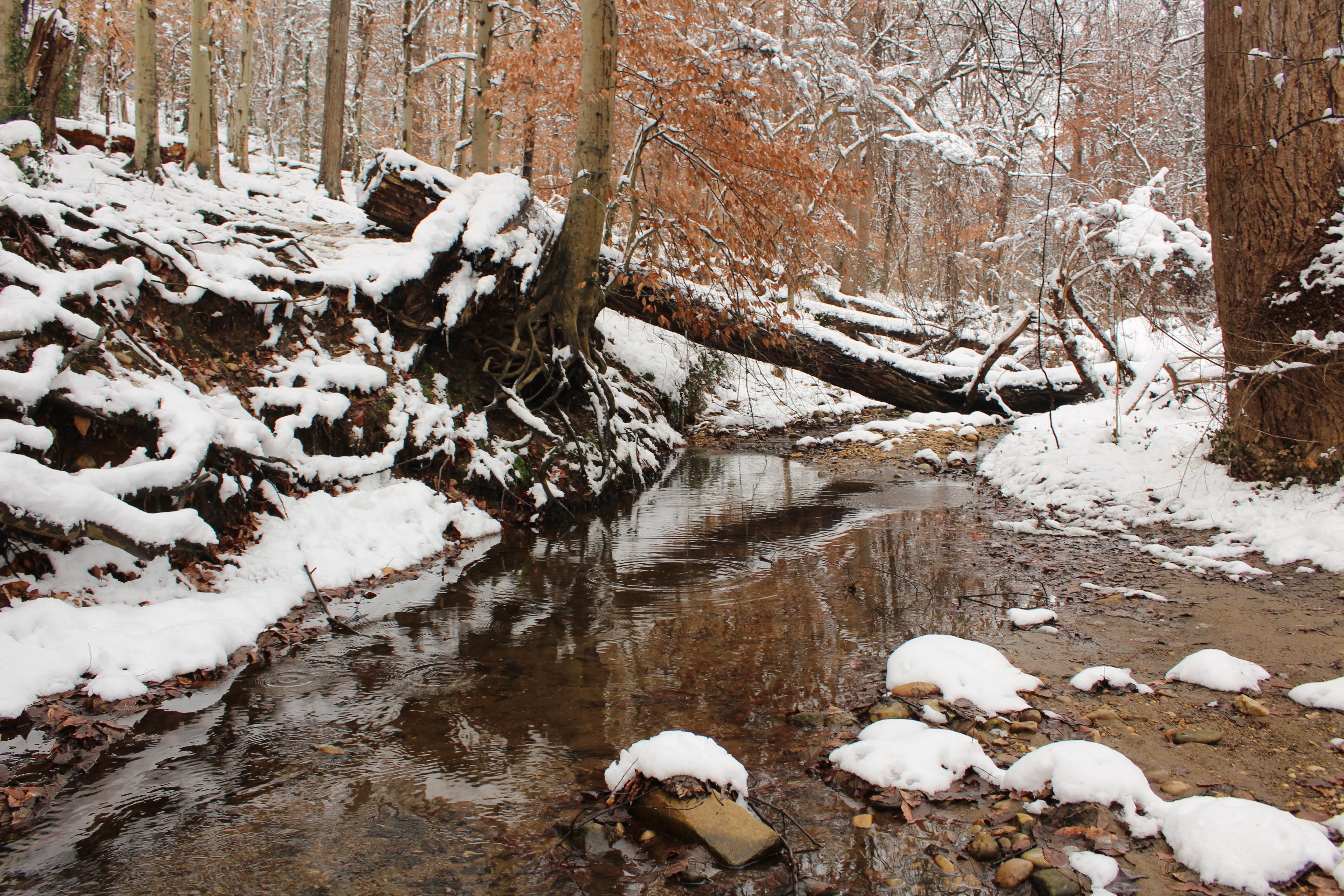 Snow covering a creek, rocks and trees.