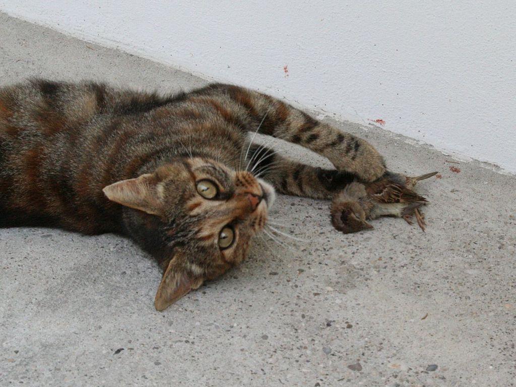Domestic cat plays with dead bird. 