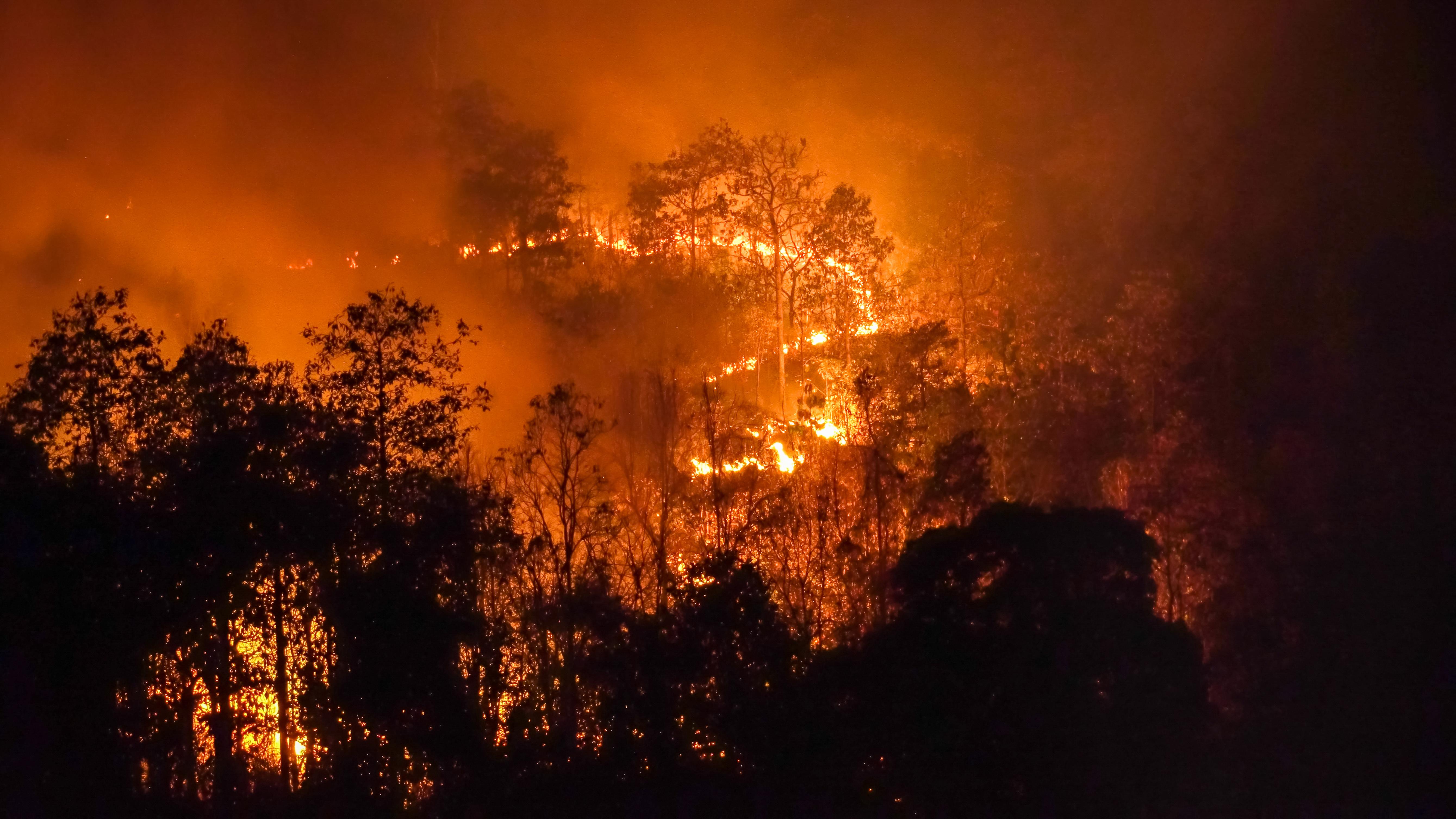 wildfire at night burns trees in a rural area