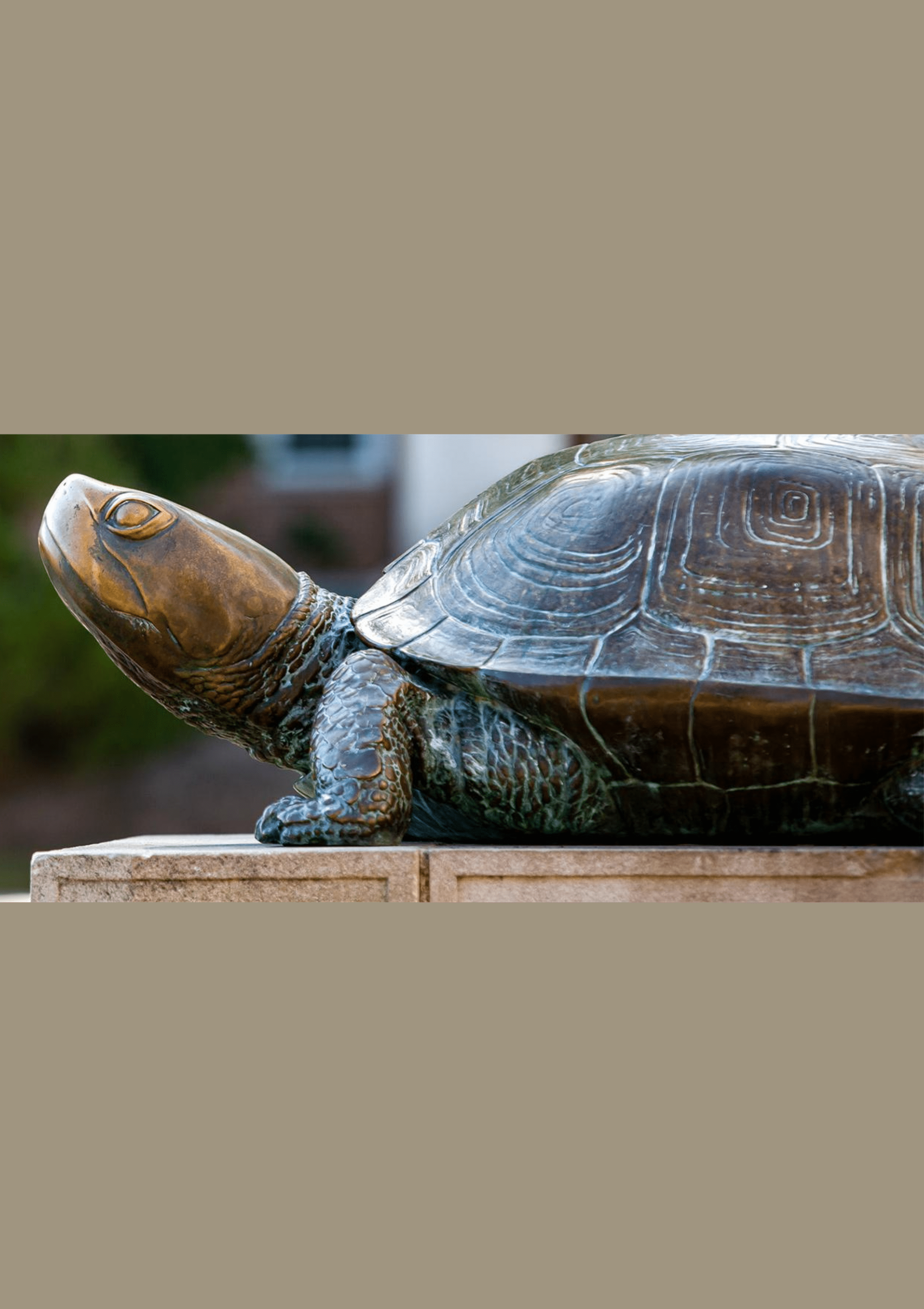 testudo