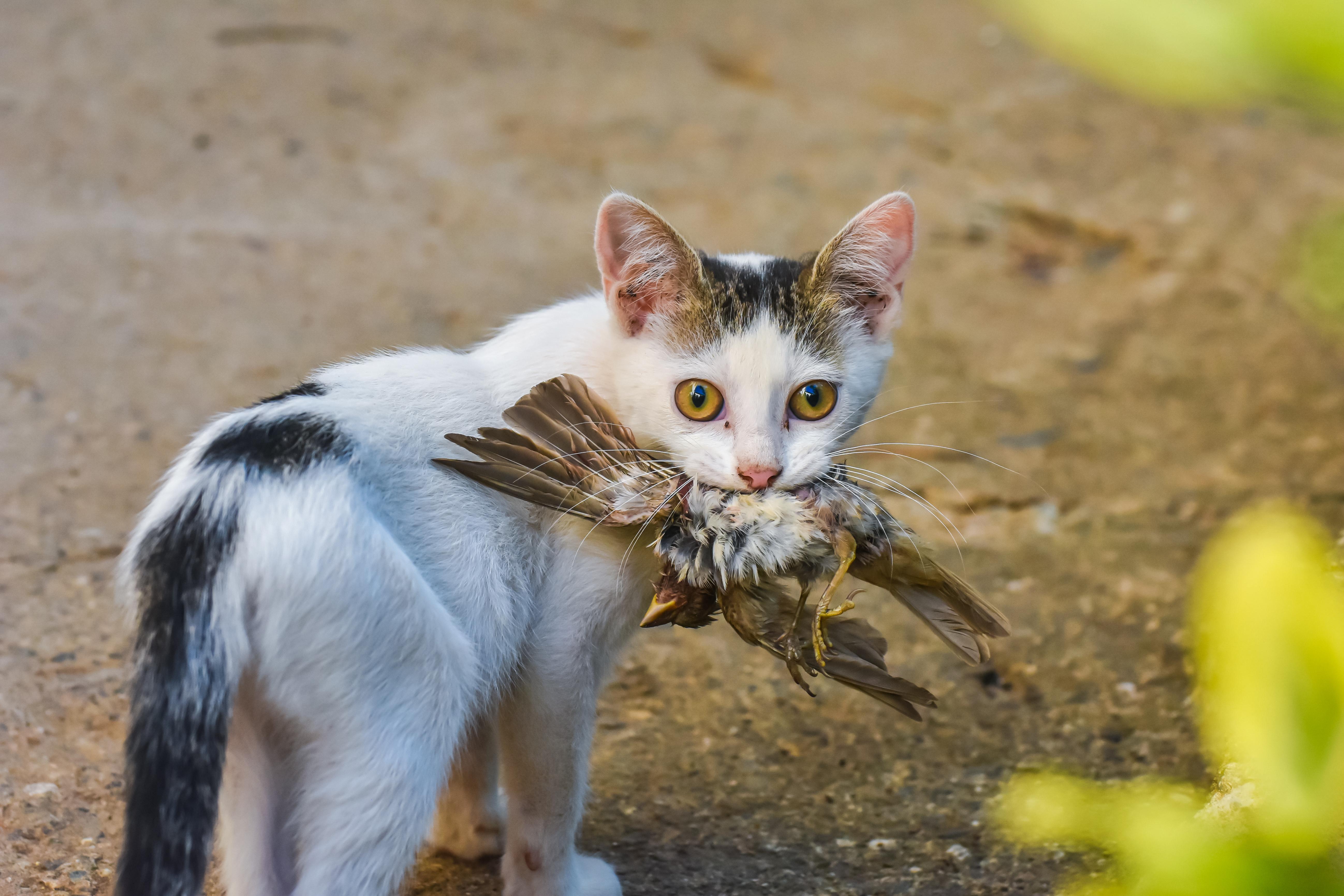 cat eats bird
