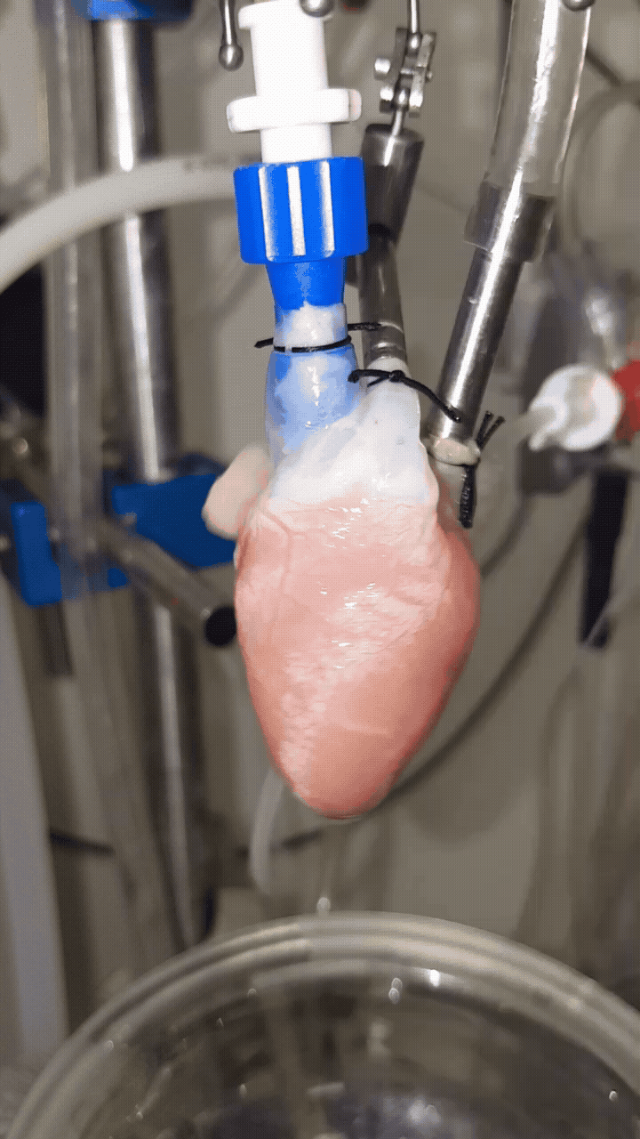 Cannulated, beating, left working heart