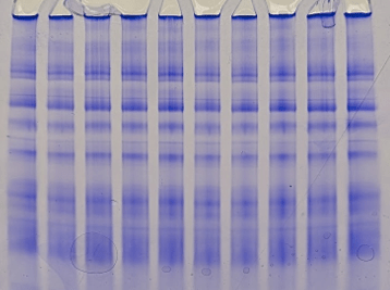 10 Lane Blue Native PAGE gel