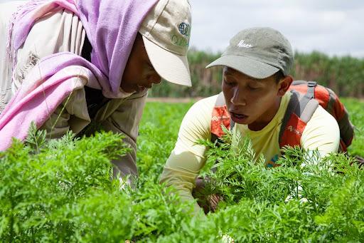Two people examine green crops growing in a field, with one leaning over the plants and the other crouching among them.